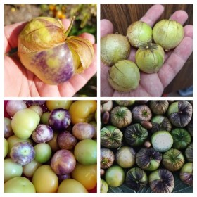 Tomatillo válogatás II, Physalis ixocarpa, vetőmag, akció, kedvezmény